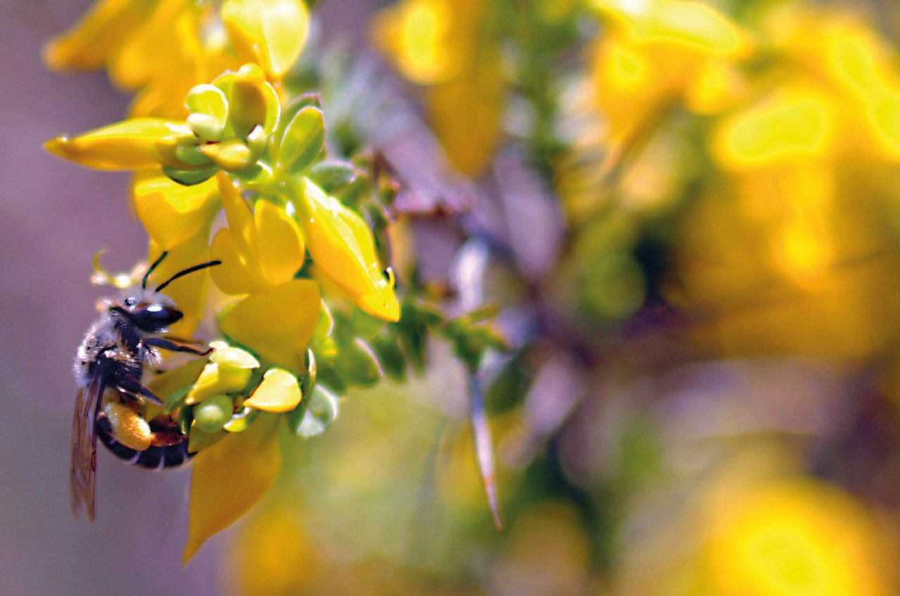 Eine Biene sitzt auf einer Blüte